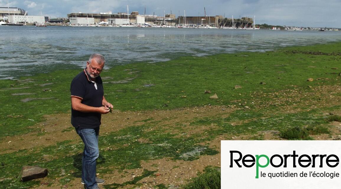 En Bretagne Les Algues Vertes Pourraient G Cher L T Oneplanete