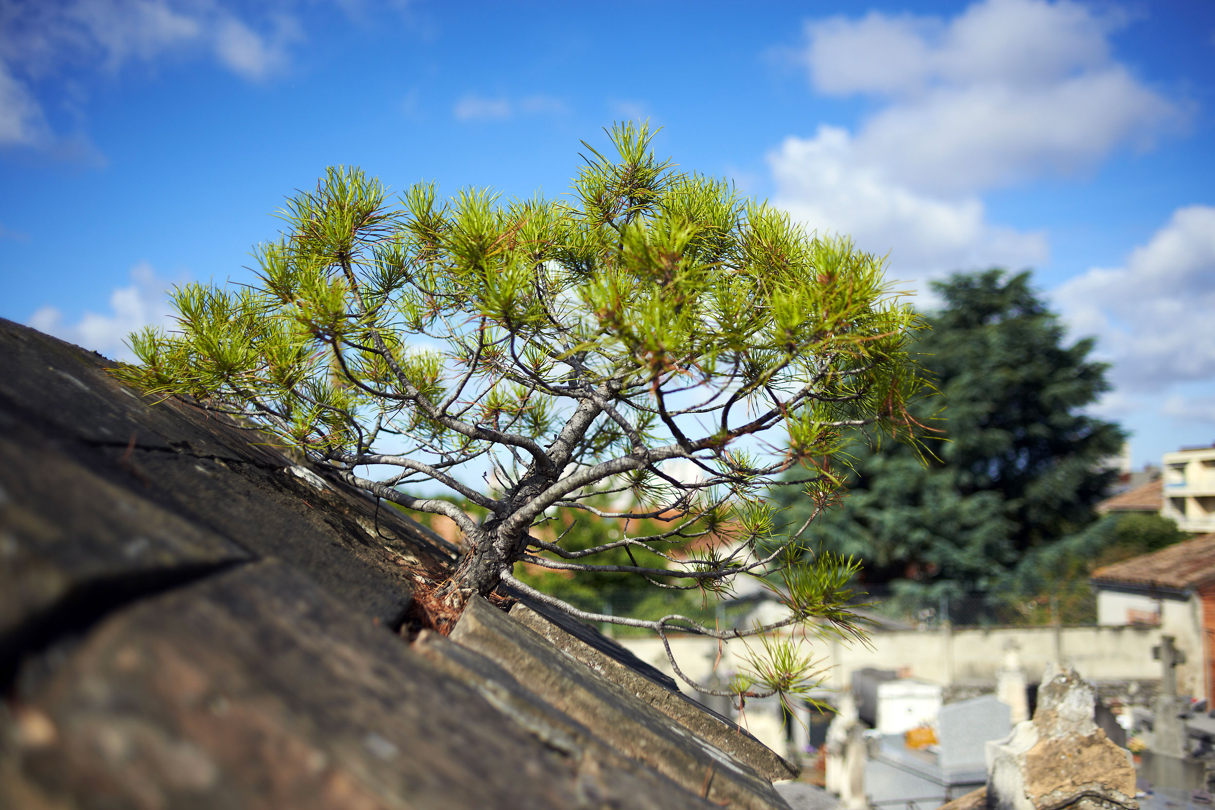 Pourquoi Ne Pas Sinspirer Des Arbres Qui Poussent Spontan Ment En