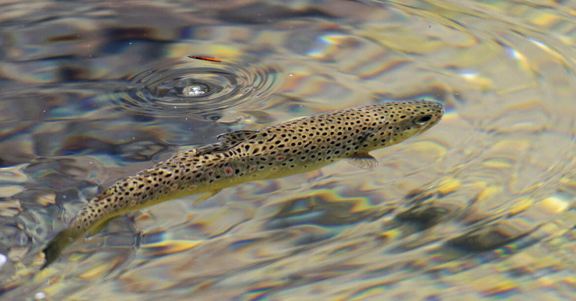 Pour protéger la truite fario, la fédération de pêche interdit sa