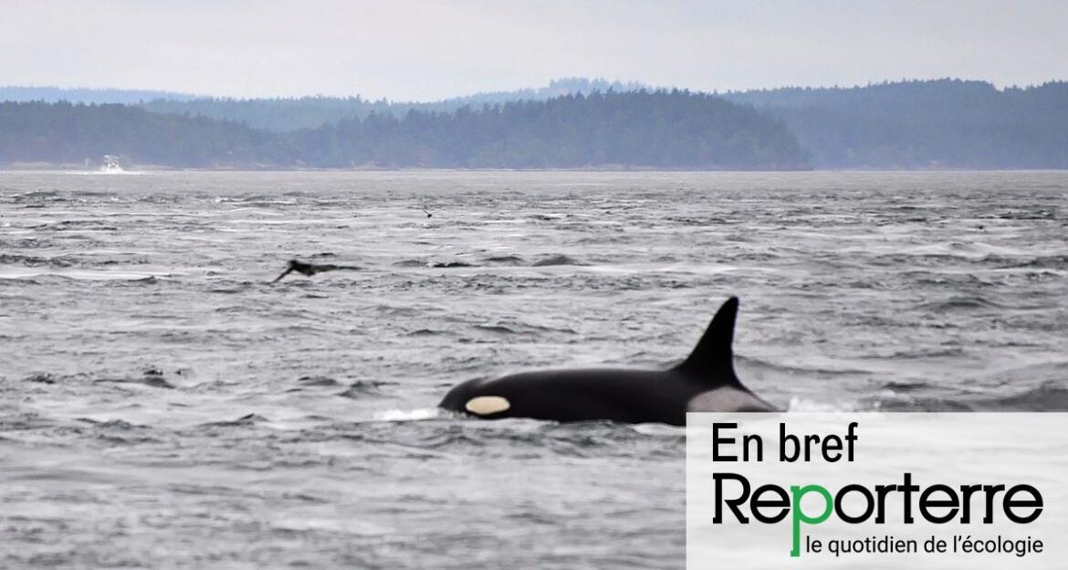 En difficulté dans la Seine, une orque tarde à être secourue | OnePlanete