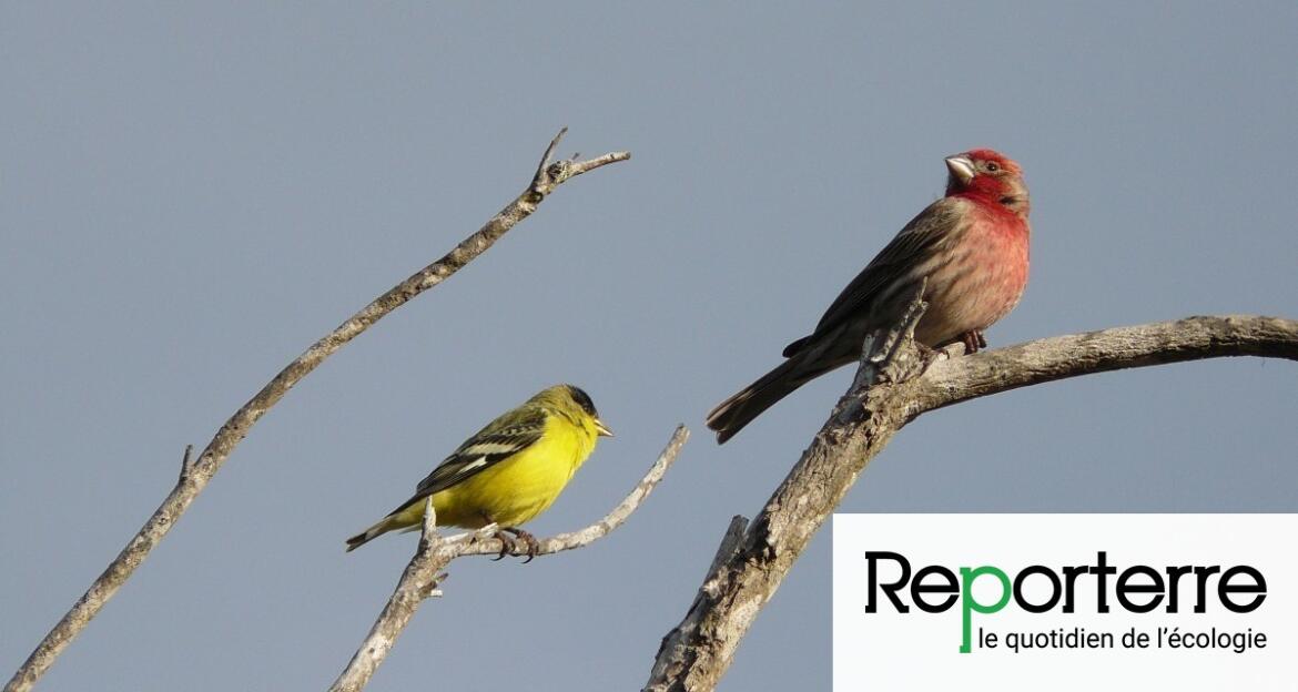 Les oiseaux des champs bio se portent mieux que ceux des champs — free download