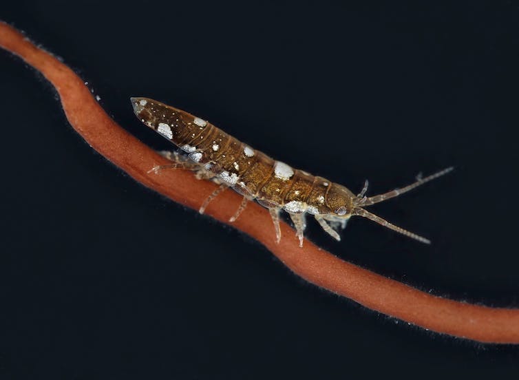 Petit invertébré sur une branche d’algue rouge