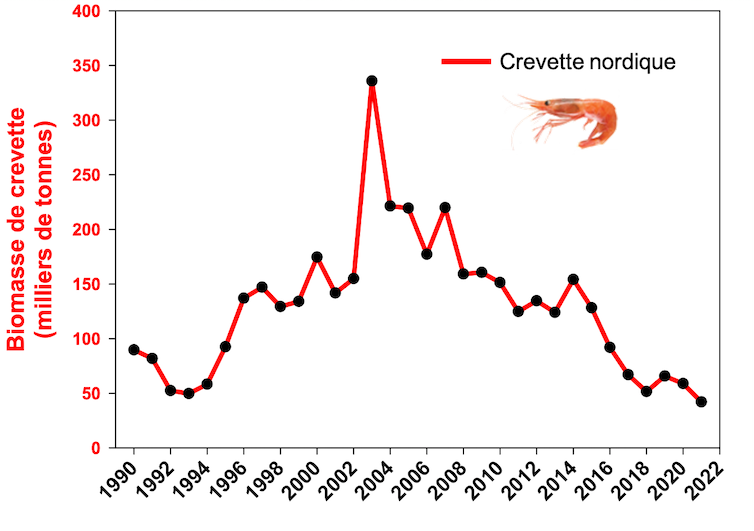 graphique montrant la diminution de l’abondance de la crevette nordique