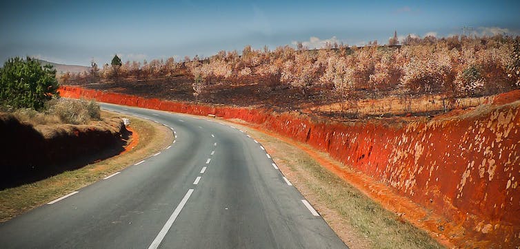Plantation d’arbres brûlés le long d’une route malgache