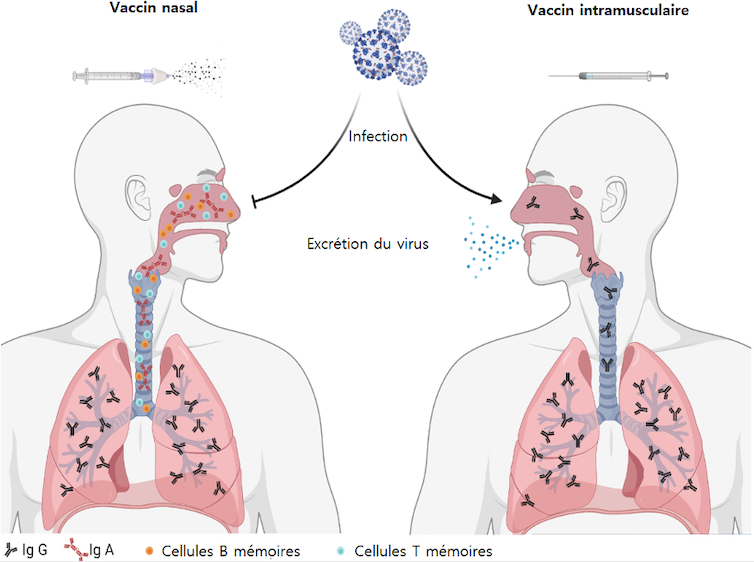 Synthèse des effets du vaccin nasal (qui entraine la formation d’IgA au niveau des voies respiratoires, et IgG au niveau des poumons) et intramusculaire (IgG dans tous le corps)