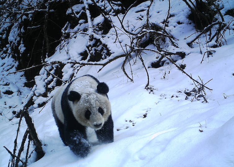 Un panda marche à quatre pattes dans la neige