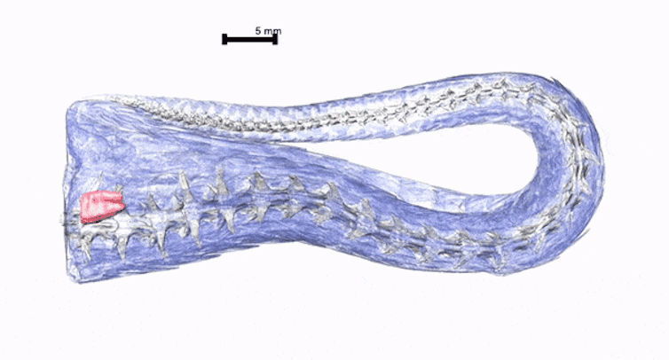 Une animation montrant un dessin filaire de la moitié inférieure du corps d’un serpent avec le clitoris mis en évidence