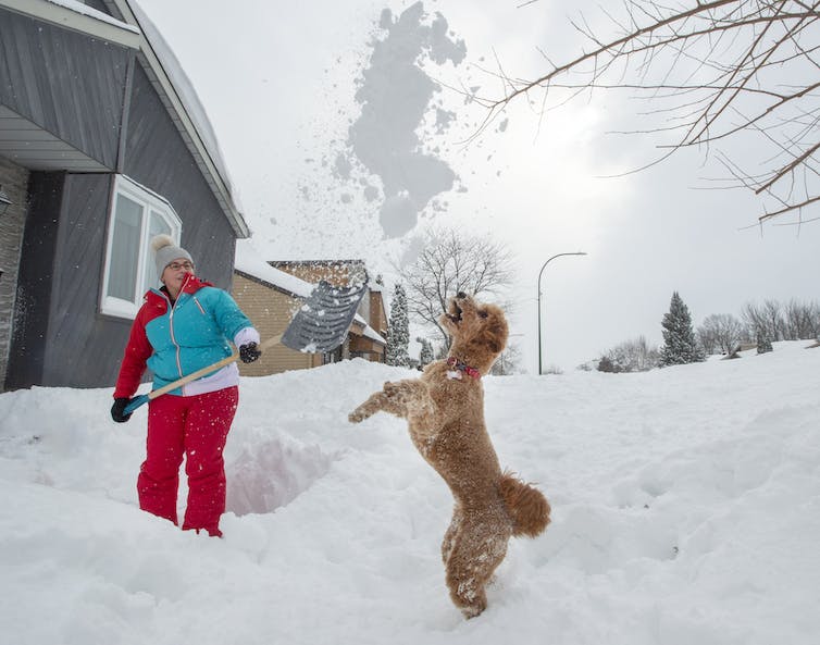 Une femme en pantalon de neige rouge et veste bleue tenant une pelle à neige jaune et lançant de la neige en l’air tandis qu’un chien saute
