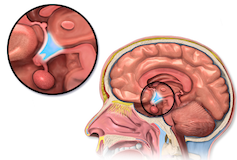 L’hypothalamus est situé au centre du cerveau