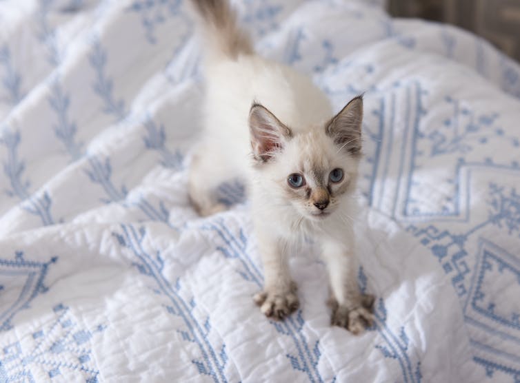 Un chaton pétrit les couvertures d’un lit