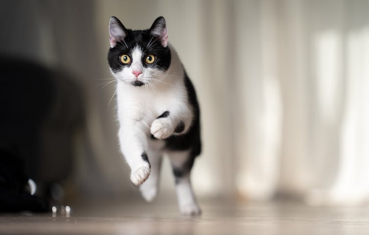 Un chat court à toute vitesse autour d’une maison