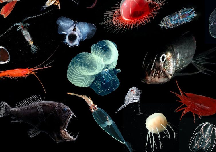 Poissons, planctons, méduses, et autres espèces colorées, sur fond noir