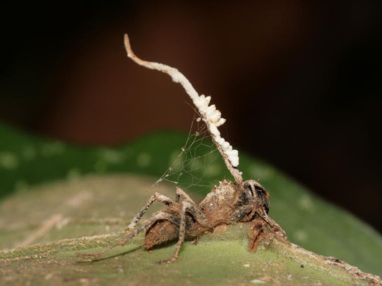 Photo du cadavre d'une fourmi « zombie » accrochée à une feuille, dans le sous-bois d’une forêt tropicale. Le champignon parasite qui l'a tuée (Ophiocordyceps unilateralis) et émerge de sa tête est lui même victime d’un champignon hyperparasite (en blanc)