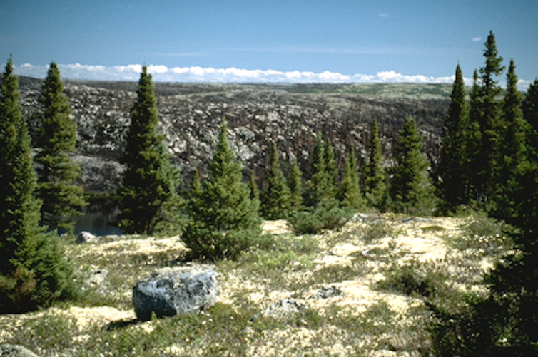 une rangée d’arbres sur une colline