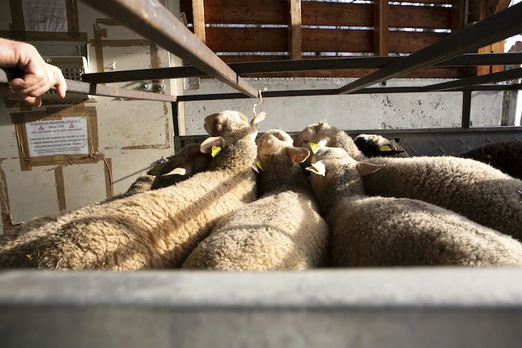 Plusieurs brebis dans un enclos