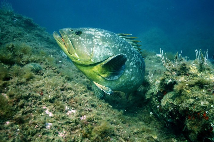 Grâce à une réserve, le grand retour du mérou en Méditerrannée | OnePlanete