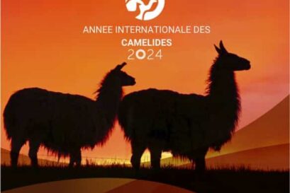 Année internationale des camélidés 2024