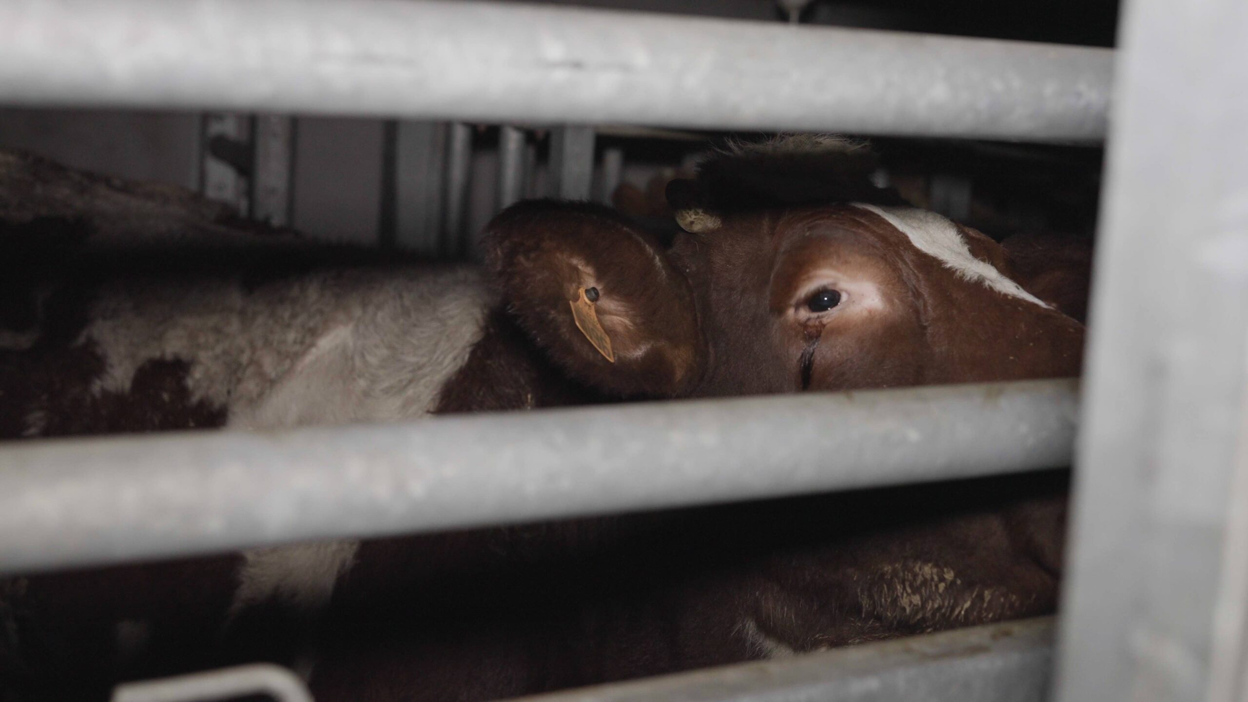 vache dans un abattoir