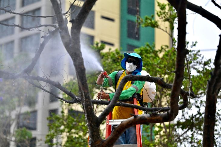 Equateur: à Guayaquil, le poux de plantes dévore les vieux arbres