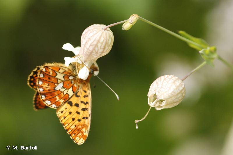 Boloria euphrosyne