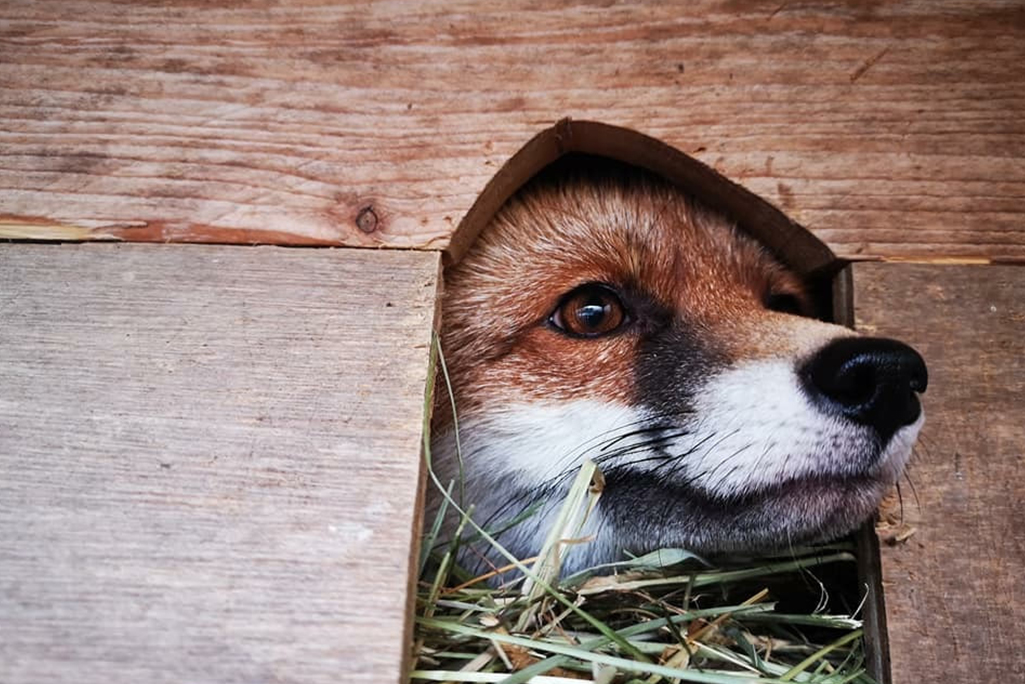 Le renard dans son refuge