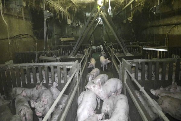Photo de l'élevage incriminé prise par l'association de défense animale