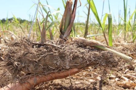 Rhizome de miscanthus 