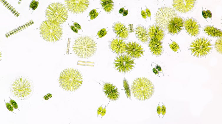 micro-organismes de couleur vert lime sur fond blanc