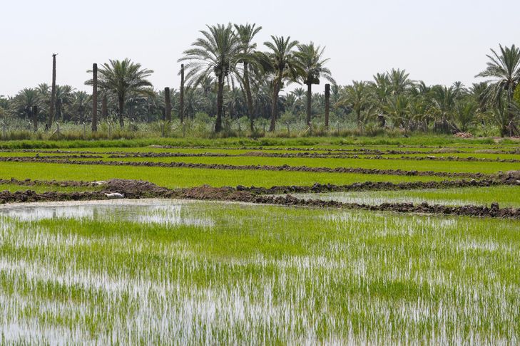 Irak: les fermiers innovent pour sauver la production de riz