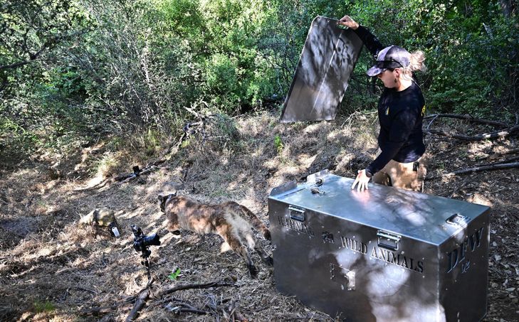 A Los Angeles, un énorme pont pour animaux conçu pour sauver les pumas
