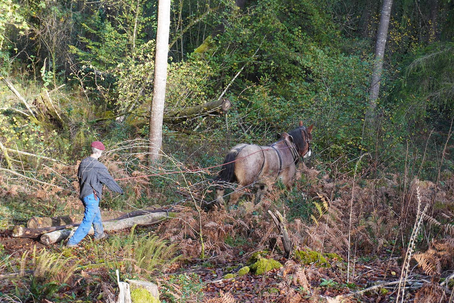 Le débardage à cheval