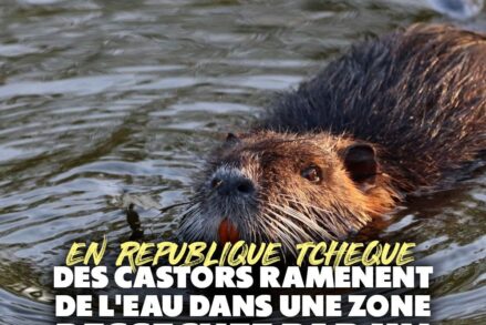 Un castor en train de nager : plus à l
