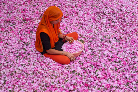 Triage des roses, femme assise dans des millions de pétales © Tuul et Bruno Morandi / Hémis.fr