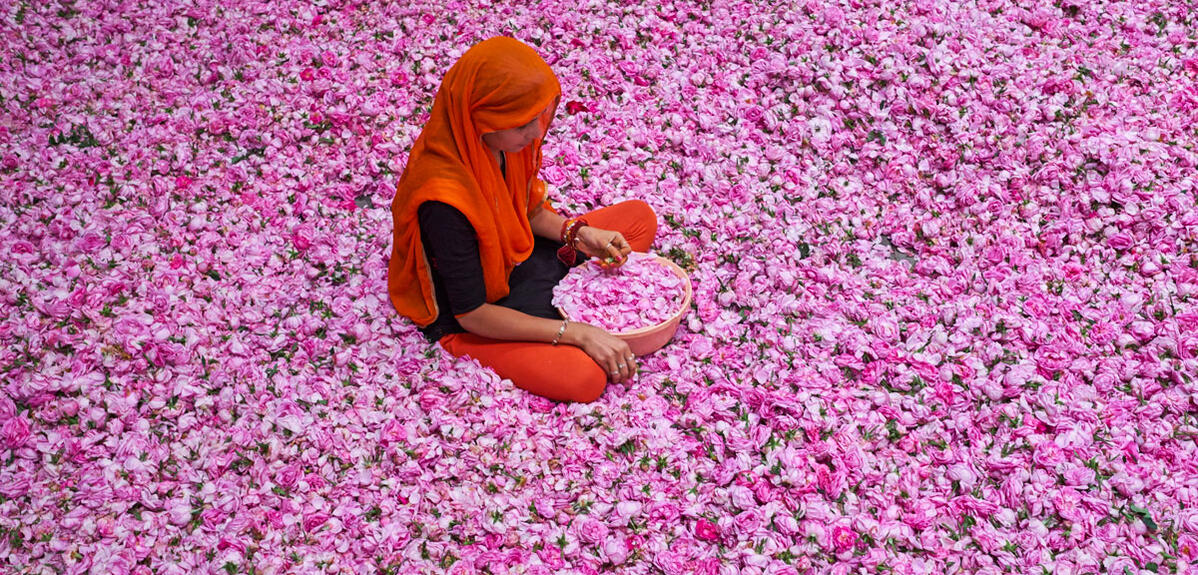 Triage des roses, femme assise dans des millions de pétales © Tuul et Bruno Morandi / Hémis.fr