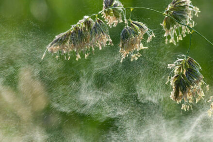 Le vent disperse le pollen de ce dactyle aggloméré © Jürgen Kottmann / stock.adobe.com
