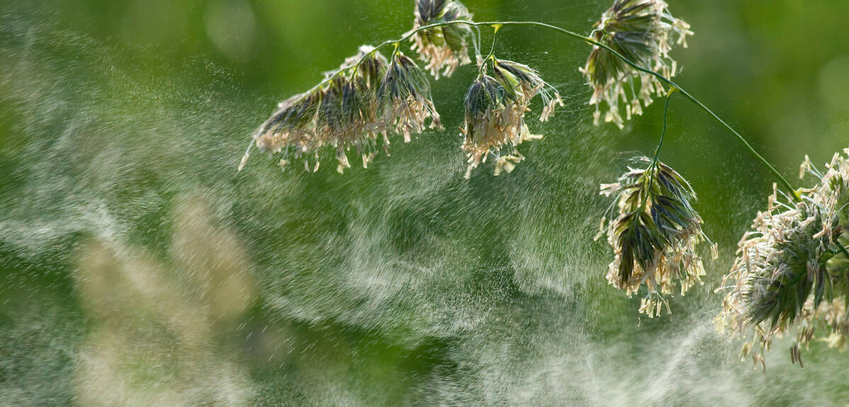 Le vent disperse le pollen de ce dactyle aggloméré © Jürgen Kottmann / stock.adobe.com