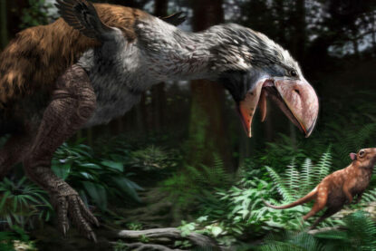 Gastornis gigantea  © Jaime Chirinos / SPL
