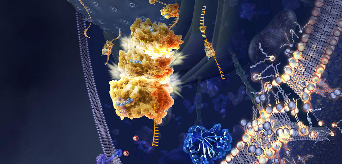 Illustration de la ferroptose © Nicolle R. Fuller / Science Photo Library