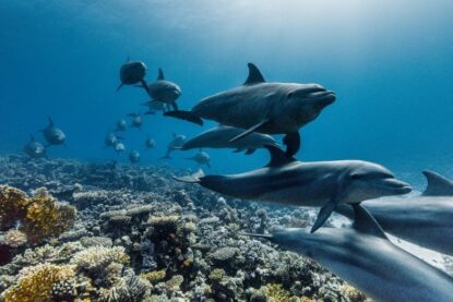 Requins dans l'océan. extrait du film de Sir david Attenborough "appel de l'océan"