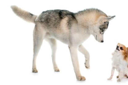 Un husky fait face à un chihuahua © cynoclub / iStock.com by Getty Images