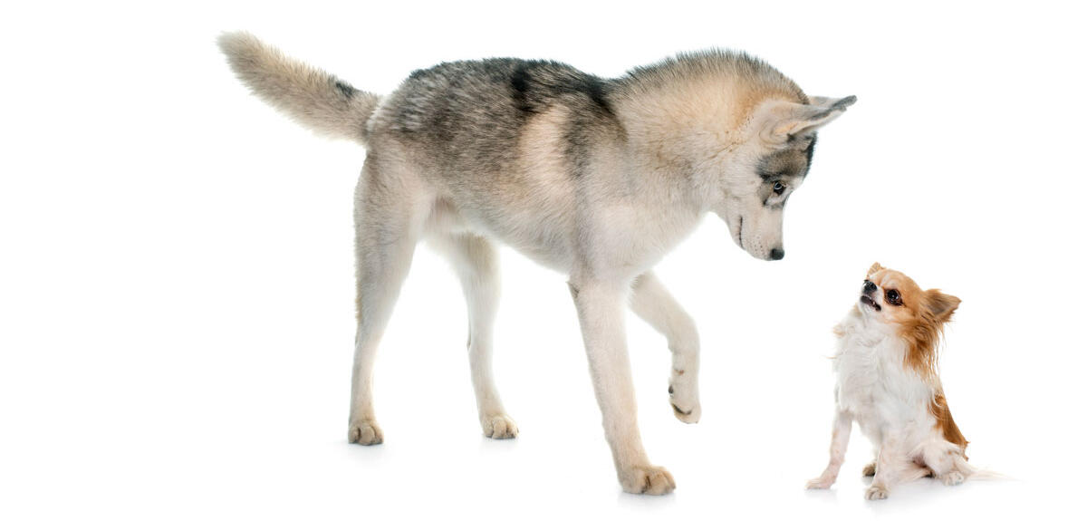 Un husky fait face à un chihuahua © cynoclub / iStock.com by Getty Images