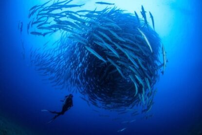 Banc de poisson en forme de spirale. Photo d'illustration pour l'ouverture de la Conférence sur les océans UNOC à Nice