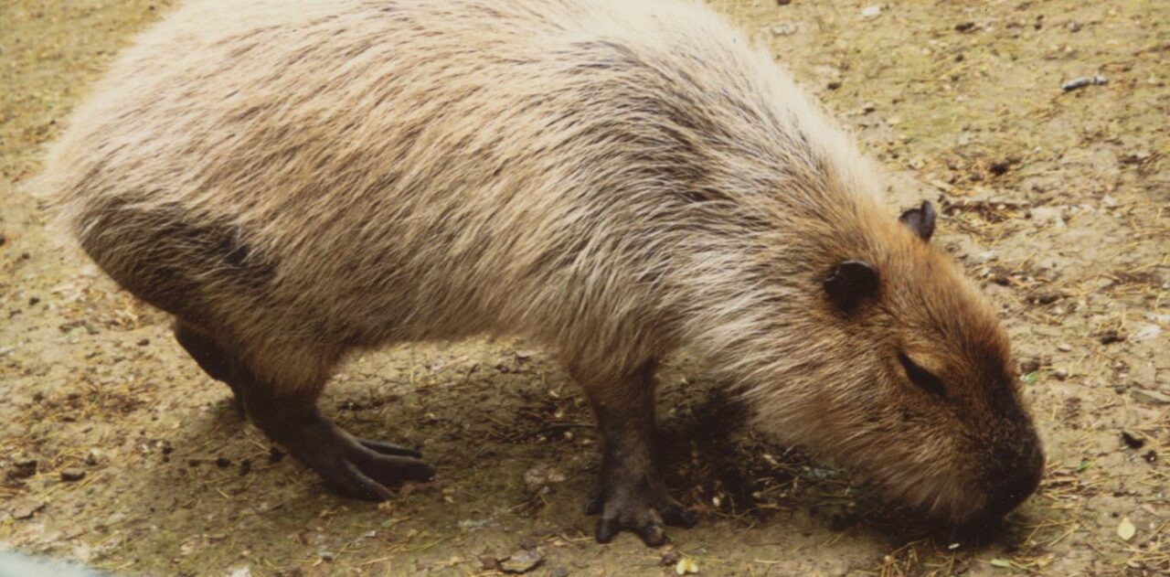 Qui est le capybara cet tonnant rongeur qui a gagn le c ur des