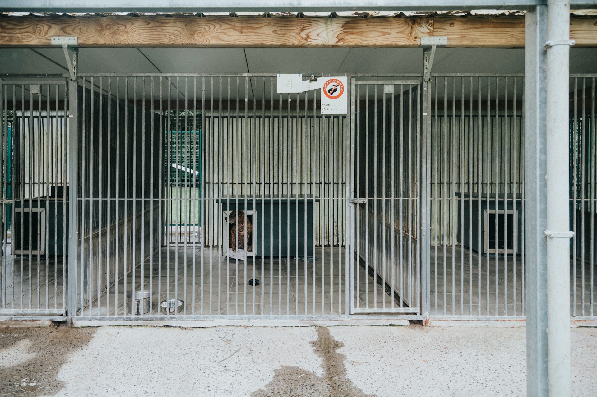 Été et abandons : à l'ère des animaux jetables