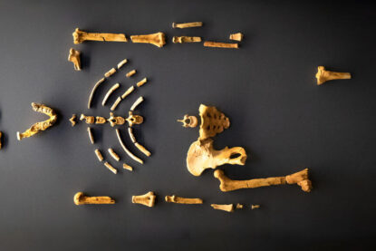 Moulage du squelette de Lucy © MNHN - Agnès Iatzoura
