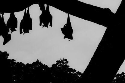 Silhouettes en noir et blanc de chauve-souris suspendues sur un arbre