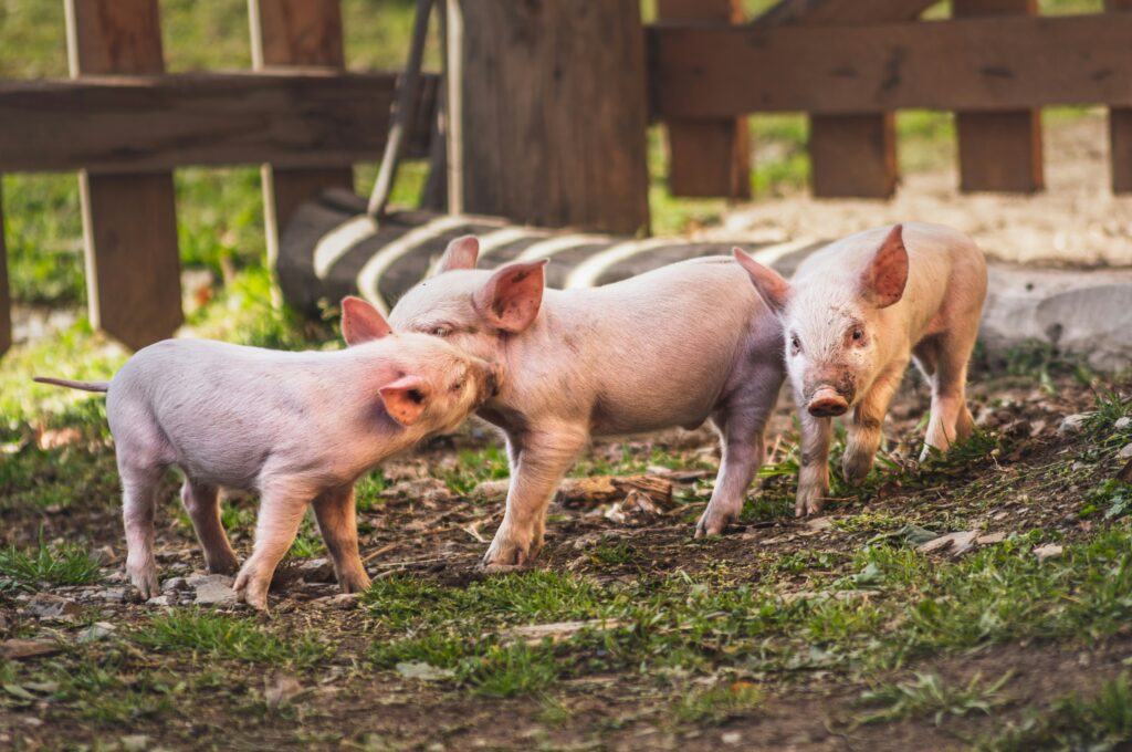 Parrainer un animal en refuge, c'est participer à son épanouissement ©Unsplash