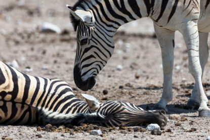 Un mâle zèbre de Burchell tente de « réveiller » une femelle morte lors de la mise bas, en Namibie