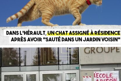 Un chat assigné à résidence par la justice et la police qui confond les AESH avec DAESH, les deux infos insolites de la semaine.