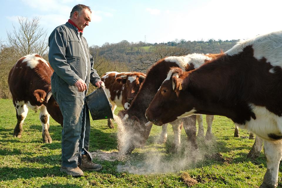 Un homme vêtu d'une combinaison de travail verse de l'aliment à ses vaches au milieu d'un pré